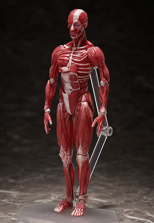 HUMAN ANATOMICAL MODEL FIGMA