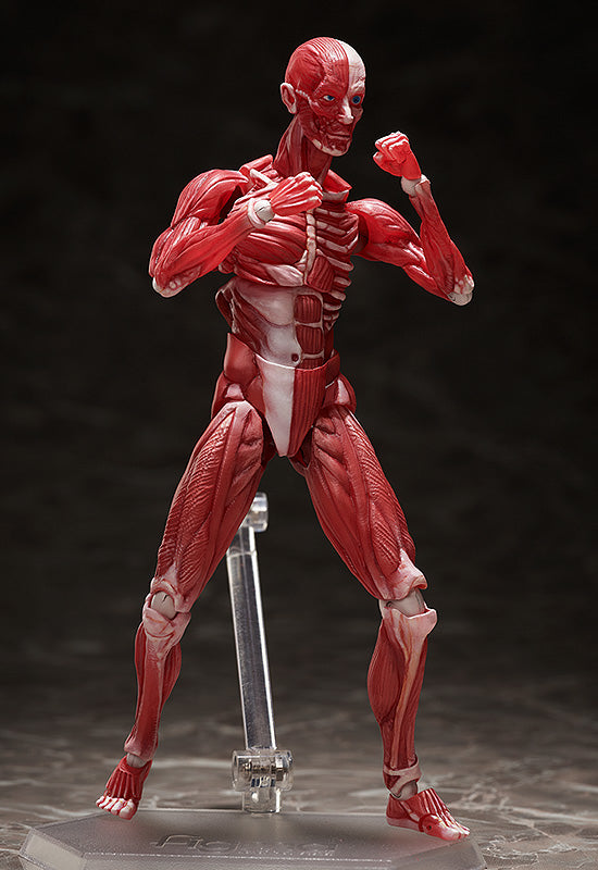 HUMAN ANATOMICAL MODEL FIGMA