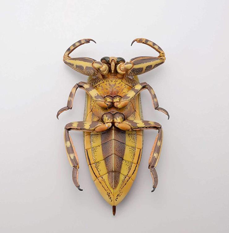 Revoltech RevoGeo Lethocerus deyrollei (Giant Water Bug)