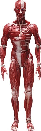 HUMAN ANATOMICAL MODEL FIGMA