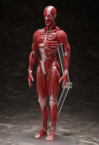 HUMAN ANATOMICAL MODEL FIGMA