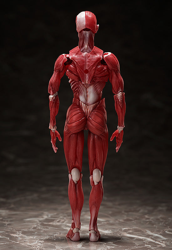 HUMAN ANATOMICAL MODEL FIGMA