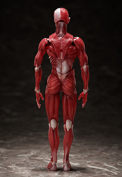 HUMAN ANATOMICAL MODEL FIGMA