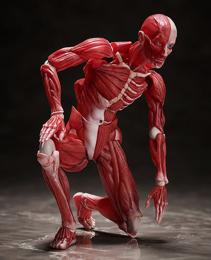 HUMAN ANATOMICAL MODEL FIGMA