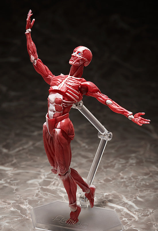 HUMAN ANATOMICAL MODEL FIGMA