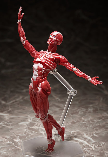 HUMAN ANATOMICAL MODEL FIGMA