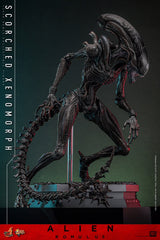 (PRE-ORDER) SCORCHED XENOMORPH Sixth Scale Figure by Hot Toys