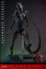 (PRE-ORDER) SCORCHED XENOMORPH Sixth Scale Figure by Hot Toys