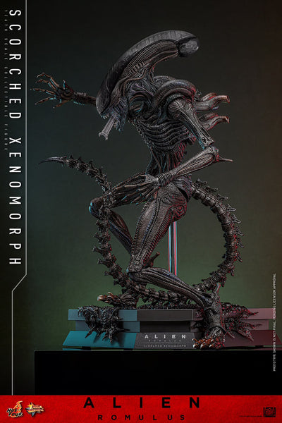 (PRE-ORDER) SCORCHED XENOMORPH Sixth Scale Figure by Hot Toys