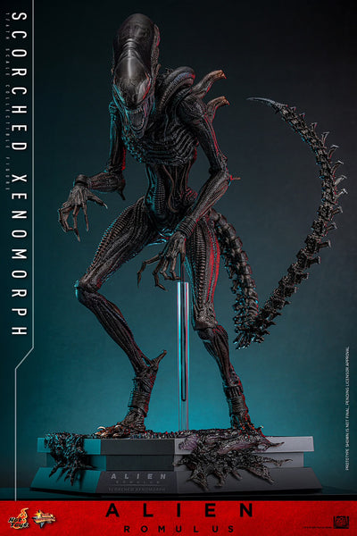 (PRE-ORDER) SCORCHED XENOMORPH Sixth Scale Figure by Hot Toys