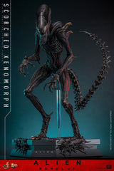 (PRE-ORDER) SCORCHED XENOMORPH Sixth Scale Figure by Hot Toys