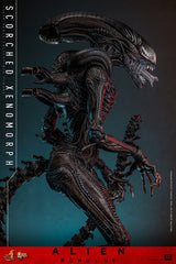 (PRE-ORDER) SCORCHED XENOMORPH Sixth Scale Figure by Hot Toys