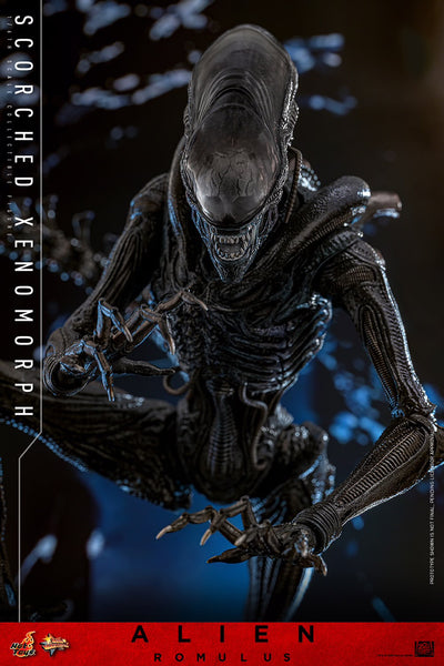 (PRE-ORDER) SCORCHED XENOMORPH Sixth Scale Figure by Hot Toys