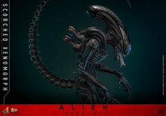 (PRE-ORDER) SCORCHED XENOMORPH Sixth Scale Figure by Hot Toys