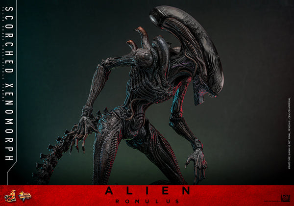 (PRE-ORDER) SCORCHED XENOMORPH Sixth Scale Figure by Hot Toys