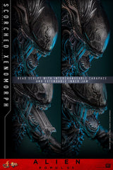 (PRE-ORDER) SCORCHED XENOMORPH Sixth Scale Figure by Hot Toys