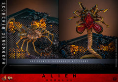 (PRE-ORDER) SCORCHED XENOMORPH Sixth Scale Figure by Hot Toys