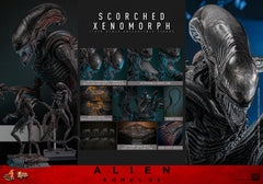 (PRE-ORDER) SCORCHED XENOMORPH Sixth Scale Figure by Hot Toys