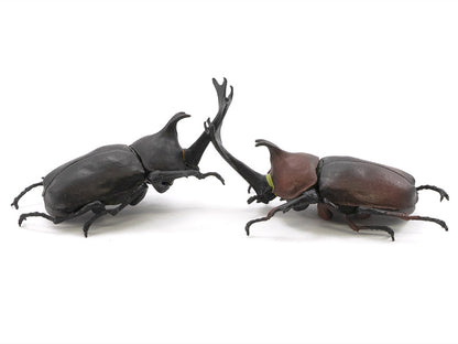 Beetle & Stag Beetle Hunter Box of 10 Random Figures