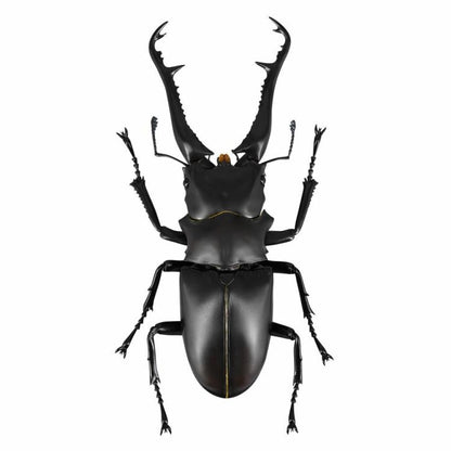 Revoltech RevoGeo Prosopocoilus giraffa (Giraffe Stag Beetle)