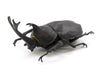 Beetle & Stag Beetle Hunter Box of 10 Random Figures