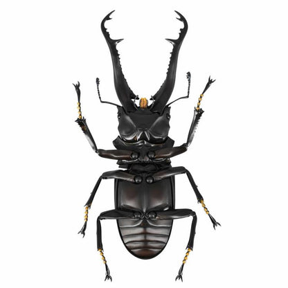 Revoltech RevoGeo Prosopocoilus giraffa (Giraffe Stag Beetle)