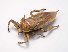 Revoltech RevoGeo Lethocerus deyrollei (Giant Water Bug)