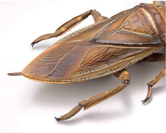 Revoltech RevoGeo Lethocerus deyrollei (Giant Water Bug)